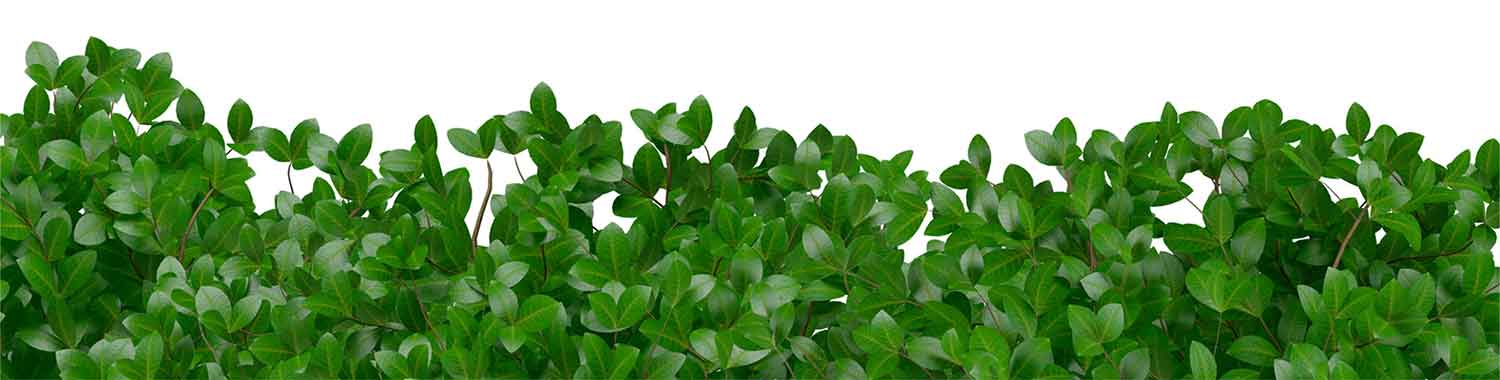 footer-plantas-new